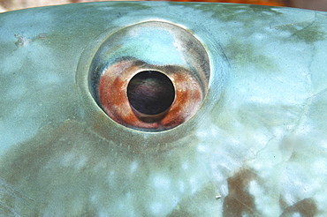 Stoplight Parrotfish (Sparisoma viride) detail of eye and vivid turquoise body colour, Cayman Brac, Cayman Islands, Caribbean