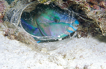 Rusty Parrotfish (Scarus ferrugineus), Parrotfish asleep at night covered with mucus cacoon, Red Sea.