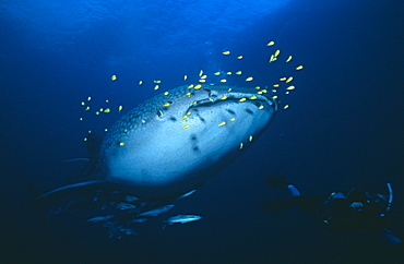 Whaleshark (Rhyncodon typus),looking to head  with pilotfish and Scuba Diver, Seychelles, Indian Ocean