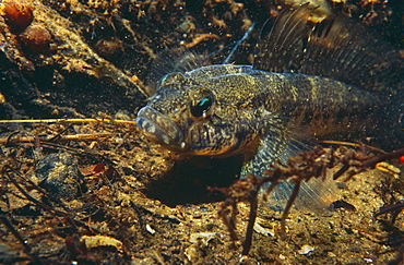 Black Goby (Gobius niger), muddy bottom background from Valletta Harbour, Malta, Mediterranean