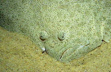 Turbot (Psetta maxima), head viewed from above, resting on sand,  showing eyes and mouth, Firth of Forth, Scotland, UK North Sea