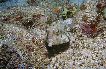 Cow fish (Latoria formasini). Seychelles.