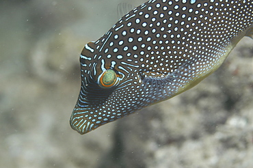 Small Spotted Pufferfish (Canthigaster natalensis) detail of head with lovely markings of pale blue spots and stripes on dark backgropund, Tahiti, French Polynesia