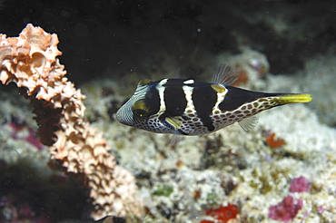 Valentine's Pufferfish (Canthigaster valentini) profile of fish as it swims over corals and sponges, Mabul, Malaysia, South China Sea