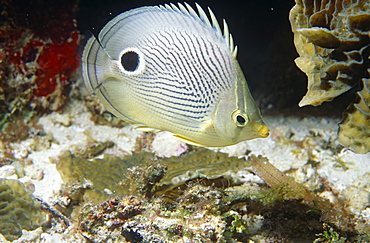 Foureye Butterflyfish (Chaetodon capistratus). Full side view shot with clear markings, Bermuda, Western Atlantic