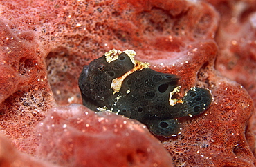 Long lure frogfish. Cayman.