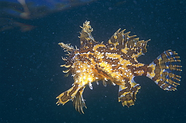 Sargassumfish (Histrio histrio). Full side view of swimming fish, clear detail of fins, Bermuda, Western Atlantic