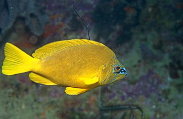 Golden hamlet (Hypoplectrus gummigutta), full view with fish swimming with indistinct coral background, Cayman Islands, Caribbean