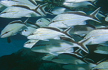 Cottonwick (Haemullan melanarum), small school swimming together, Isla Margarita, Yucatan, Mexico, Caribbean