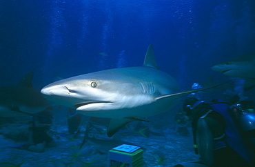 Caribbean reef shark. Bahamas.