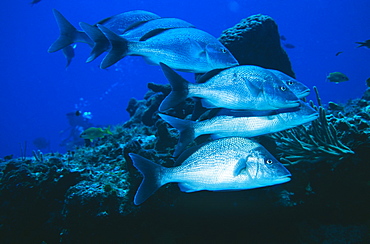 White Margate (Haemulan album), group of six fish in formation, Cozumel, Mexico, Caribbean