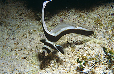 Spotted drum (Equetus punctatus). Cayman Islands.