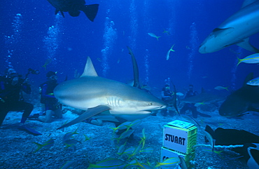 Stuart Cove Shark feed. Bahamas.