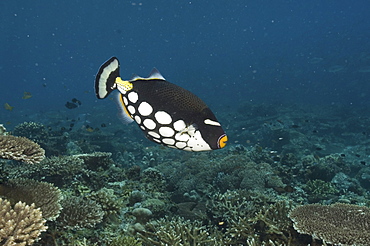 Clown Triggerfish (Balistoides conspicillum), swimming over tropical coral reef, clearly showing all of distinctive spotted markings, Sipidan, Mabul, Malaysia.