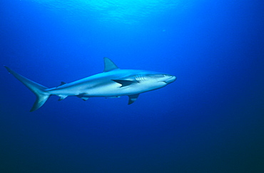 Caribbean reef shark (Carcharhinus perezii), swimming in open blue water, Bahamas, Caribbean.