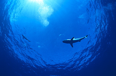 Caribbean reef shark (Carcharhinus perezii),  near surface, photographed from underneath, Bahamas, Caribbean.