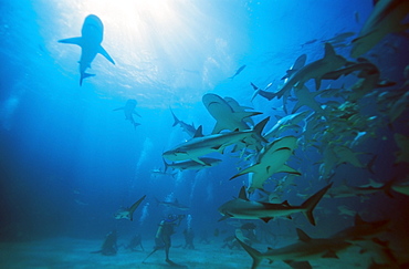 Caribbean reef shark (Carcharhinus perezii), large group of sharks during feeding,  Bahamas, Caribbean., Shark Rodeo, Walkers Bay, Bahamas