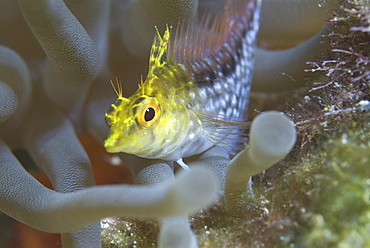 Diamond Blenny (Malacoctenus boehlkei) resting on corals nearby anemone, Cayman Islands, Caribbean