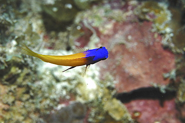 Royal Gramma or Fairy Basslet (Gramma loreto) beautifil yellow fish with brilliant purple head, Cayman Brac, Cayman Islands, Caribbean