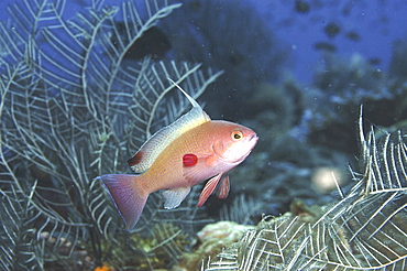 Scalefin Anthias or Lyretail Anthias (Anthias squamipinnis) Male swimming across in full profile showing all adult male markings, Mabul, Malaysia, South China Sea