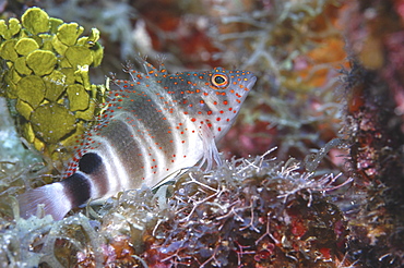 Redspotted Hawkfish (Amblycirrhitus pinos), tupical profile of hawkfish in superb colour, Cayman Brac, Cayman Islands, Caribbean