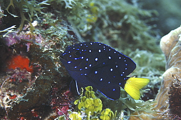 Yellowtail Damselfish (Microspathodon chrysurus), Intermediate stage from juvenile to adult showing irridescent blue spots on body, Cayman Brac, Cayman Islands, Caribbean