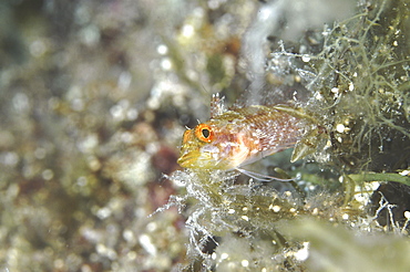 Blennie (Currently unidentified). Malta