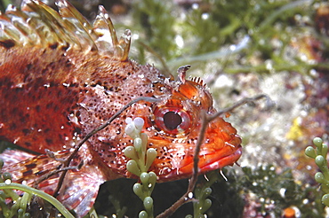 Small Rockfish (Scorpaena notata) resting amidst corals and algae, Gozo, Maltese Islands, Mediterranean