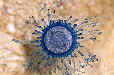 Blue Button (Porpita porpita), Jellyfish with clear cound, blue disc with tentacles extended, Cayman Brac rockpool, Cayman Islands, Caribbean