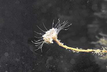 Solitary Hydroid (Tubularia indivisa), very clear view of single polyp head with black background, St Abbs, Scotland, UK North Sea