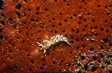 Fringe-back nudibranch. Cayman Islands. 