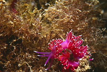 Purple Nudibranch (Coryphella pedata). Gibraltar Bay.