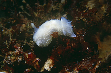 Nudibranch. St Abbs, UK