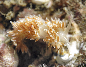 Lined Nudibranch (Coryphella lineata), fawn coloured British nudibranch with many tentacles on back and bisible line down mid back, St Abbs, Scotland, UK North Sea