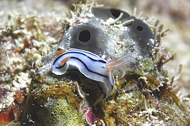 (Chromodosis lochi), lovely small colourful nudibranch on algae, Tahiti, French Polynesia