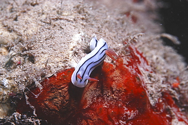 (Chromodosis lochi), lovely small colourful nudibranch on algae, Tahiti, French Polynesia