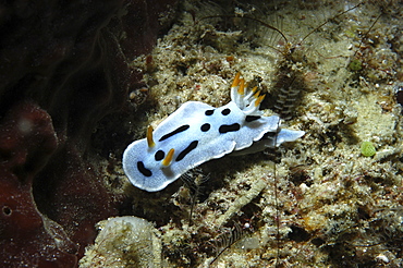 Chromodoris Nudibranch (Chromodoris spp.) superb colours of silver blue, white and orange over indistinct base, Mabul, Borneo, Malaysia, South China Sea