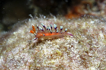 (Flabellina exoptata) Nudibranch with outragious colour of orange and red to purple and blue tipped tentacles, Mabul, Borneo, Malaysia, South China Sea