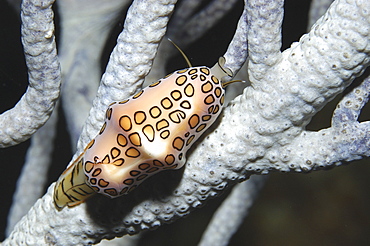 Flamingo Tongue (Cyphoma gibbosum), snail clearly showing spotted markings on a pink mantle with animal on sea rod, Cayman Brac, Cayman Islands, Caribbean