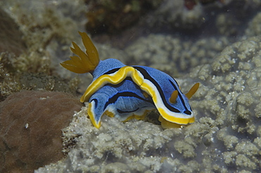 (Chromodoris annae) Nudibranch with brilliant blue and yellow skirt and orange tentacles, Mabul, Borneo, Malaysia, South China Sea