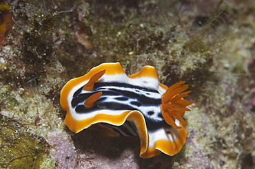 Magnificent Nudibranch (Chromodoris magnifica), superb orange, black & white markings viewd from ablique angle, Mabul, Borneo, Malaysia, South China Sea