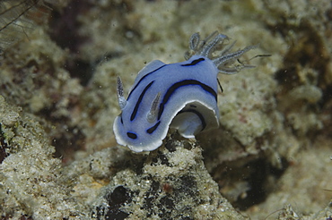 (chromodoris willani) nudibranch with pale blue with dark blue stripes and blue freckled gills, Mabul, Borneo, Malaysia, South China Sea