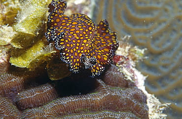 Leopard flatworm (Pseudobiceros pardalis), crawling over corals with head facing front, Cayman Islands, Caribbean 