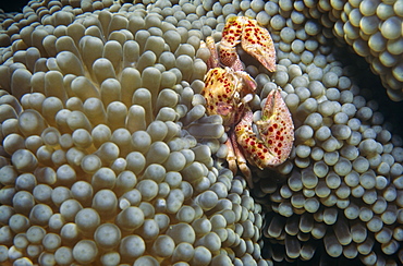 Spotted Anemone crab (Neopetrolisthes maculatus). Sipidan Island, Borneo.