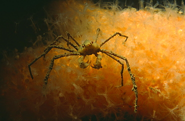 Spider crab (Macropodia tenuirostris). St Abbs, UK