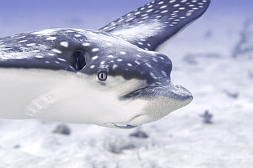 Eagle Ray (Aetobatus narinari) detail showing head and swimming action, Cayman Brac, Cayman Islands, Caribbean