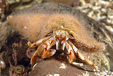 Hermit Crab Hydroid (Hydractinia echinata), on shell of Common hermit crab (Pagarus bernhardus), St Abbs, Scotland, UK North Sea