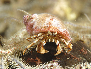 Common Hermit Crab (Pagarus berhardus), clear view of pink & brown coloured hermit crab and shel with brittle starfishl, St Abbs, Scotland, UK North Sea