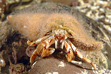 Hermit Crab Hydroid (Hydractinia echinata), on shell of Common hermit crab (Pagarus bernhardus), St Abbs, Scotland, UK North Sea