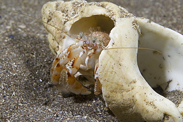 Common Hermit Crab (Pagarus berhardus), clear view of pink & brown coloured hermit crab in shell too big for crab, St Abbs, Scotland, UK North Sea